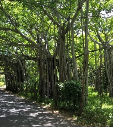 Chennai’s own Central Park – The Theosophical Society